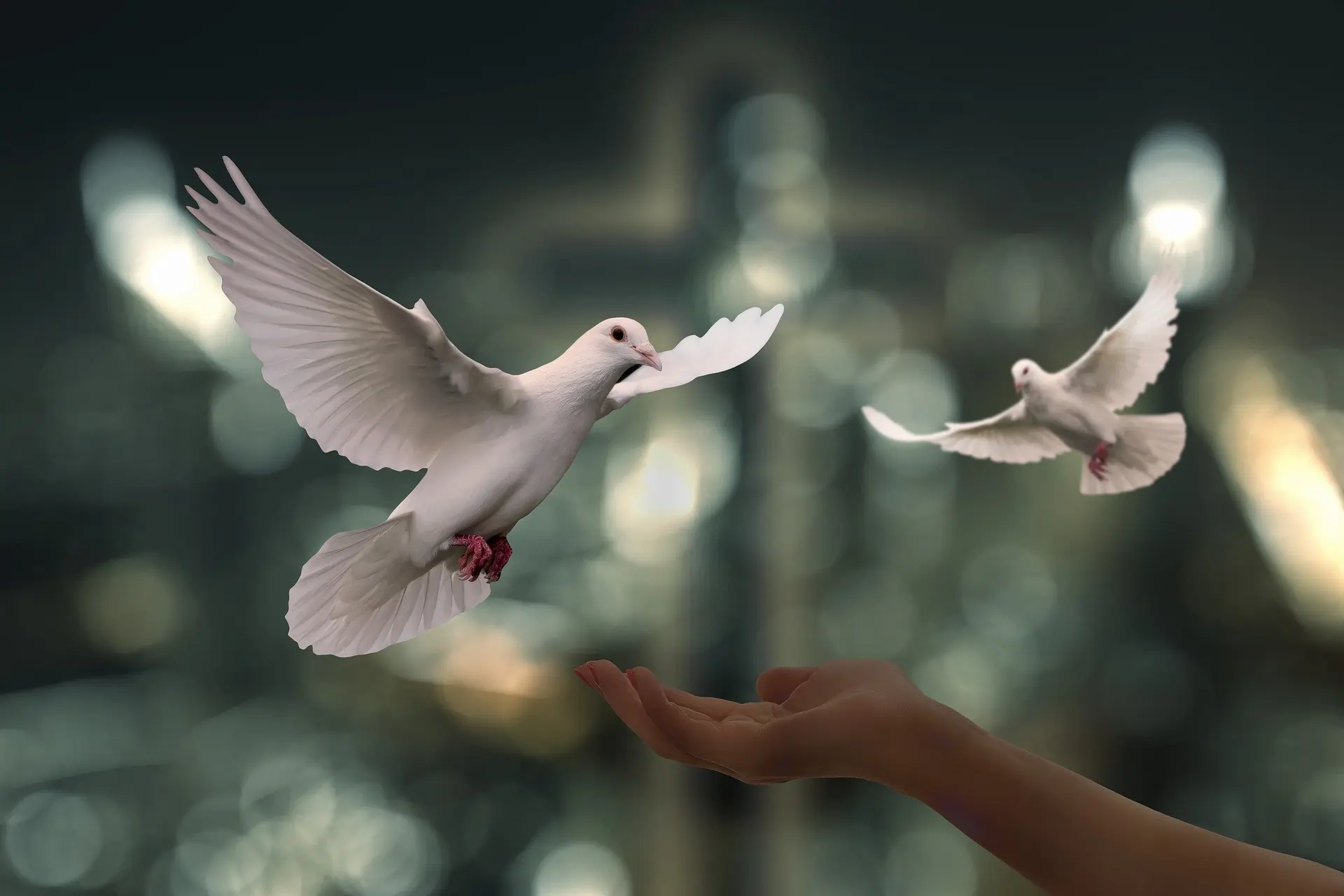 White doves